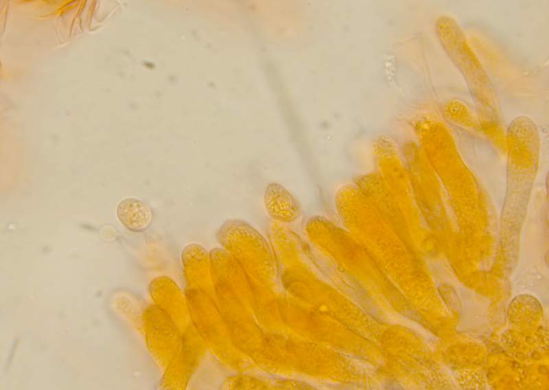 Pseudoclitocybe obbata    (Fr.)     Singer